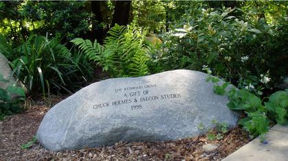 Japanese Maple at National AIDS Memorial Grove